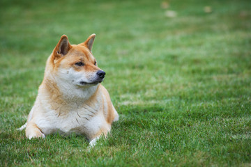 dog on grass