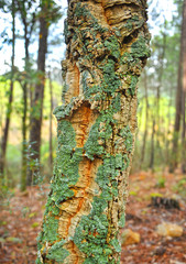 Corteza de alcornoque con líquenes