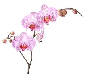 Keuken foto achterwand Orchidee roze orchidee geïsoleerd op wit