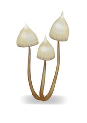 Psilocybe magic mushrooms
