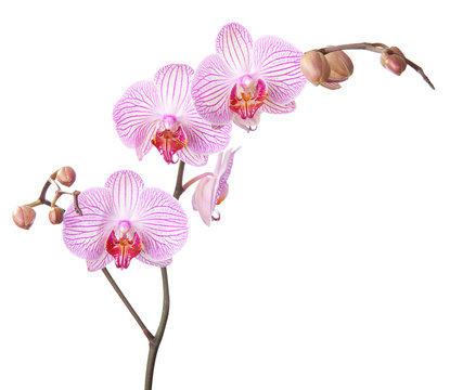 Fototapeta pink orchid isolated on white