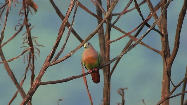 Pink Necked Green Pigeon 1
