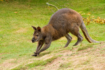 Känguru