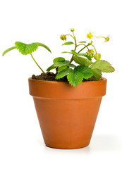 strawberry plant in a clay pot