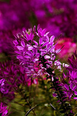 Obraz premium Spider Flower