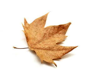 Naklejka premium Dry leaf isolated