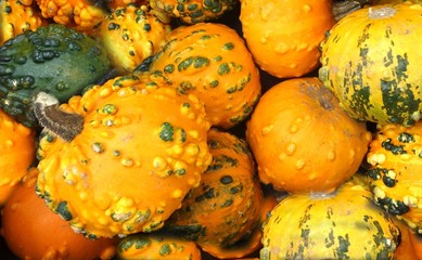 calabash