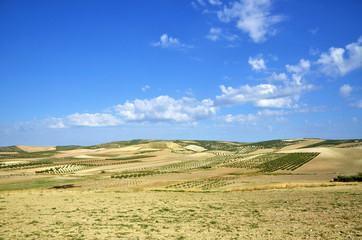 Fototapeta na wymiar field of olive trees in Andalusia