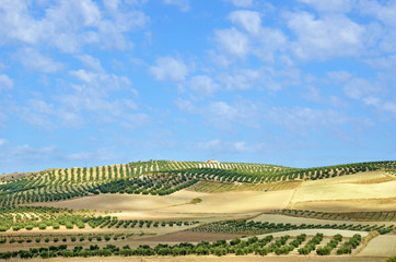 field of olive trees in Andalusia