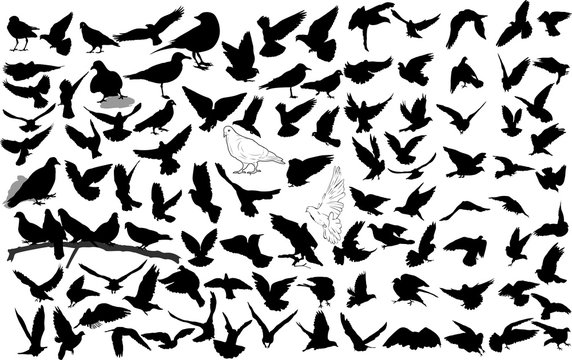 Set of 100 birds and silhouettes of birds