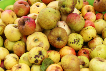 Apfelsorten für Streuobstwiesen (Fallobst)