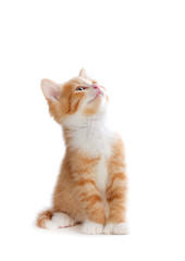 Cute orange kitten looking up on a white background. - obrazy, fototapety, plakaty