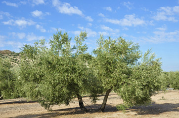 olive groves in Andalucia