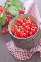 viburnum