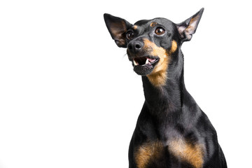 little dog with big ears on white background