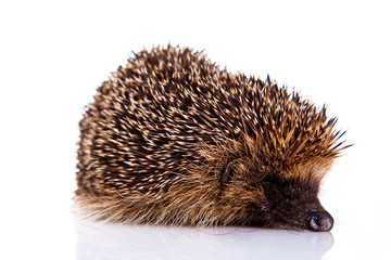 hedgehog isolated on white background