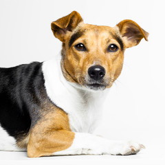 little and lovely doggy on white background