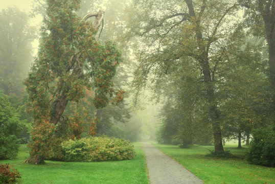 Forest park footpath and trees in morning fog