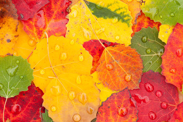 autumn leaves