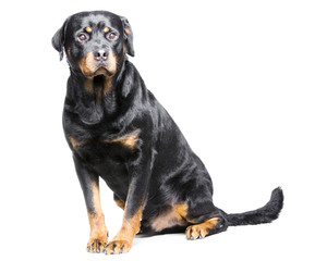 a rotweiler, a big but good and friendly dog