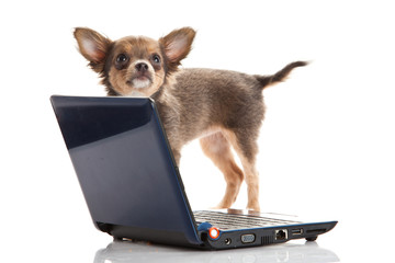 chihuahua isolated on white background