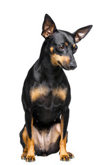 little dog with big ears on white background