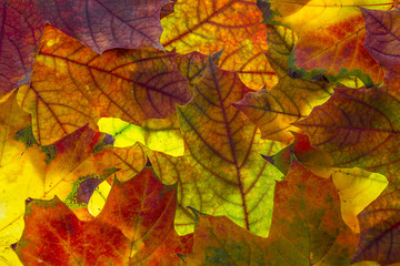 Naklejka na ściany i meble autumn foliage - background