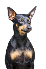 little dog with big ears on white background