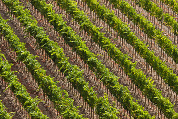 vineyards in fall