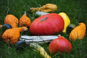 Pumpkins in the grass for Thanksgiving.