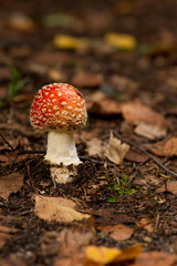 Fly Agaric mushroom in autumn forest close-up.