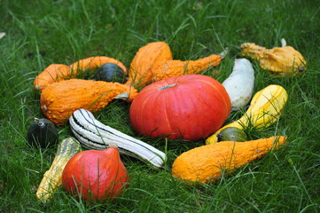 Pumpkins in the grass for Thanksgiving.