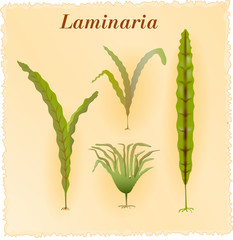 laminaria or kelp. Vintage background