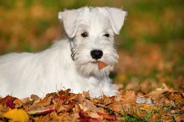 White Miniature Schnauzer puppy