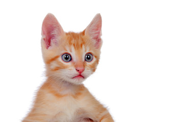 Adorable brown kitten