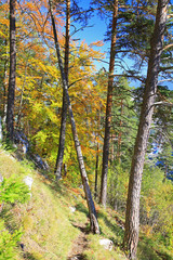 Forest near town Ruzomberok