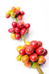coffee beans on white background