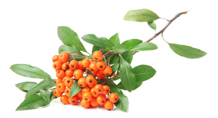 Pyracantha Firethorn orange berries with green leaves, isolated