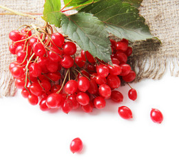 Red berries of viburnum on sackcloth napkin, isolated on white