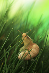 Obraz premium Beautiful snail on green grass, close up