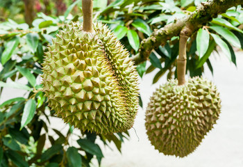 Branch with ripe durian on tree  at Koh Samui, Thailand