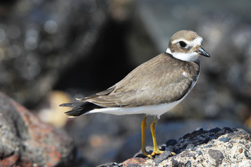 Adult Kentish Plover Water Bird