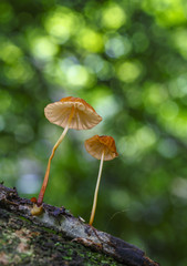 Wild mushrooms growing on timber.