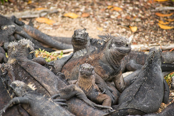 Marine iguana, Galapagos Islands, Ecuador