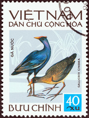 Watercock (Gallicrex cinerea) (Vietnam 1972)