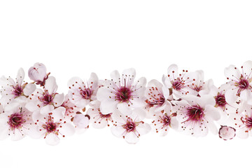 Fototapety  Granica z kwiatami wiśni