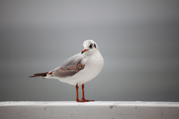 bird tern