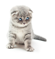 Kitten on white background.British Shorthair cat.