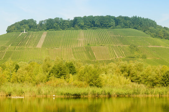 vines on the hill
