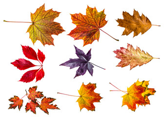 autumn leaves - collection